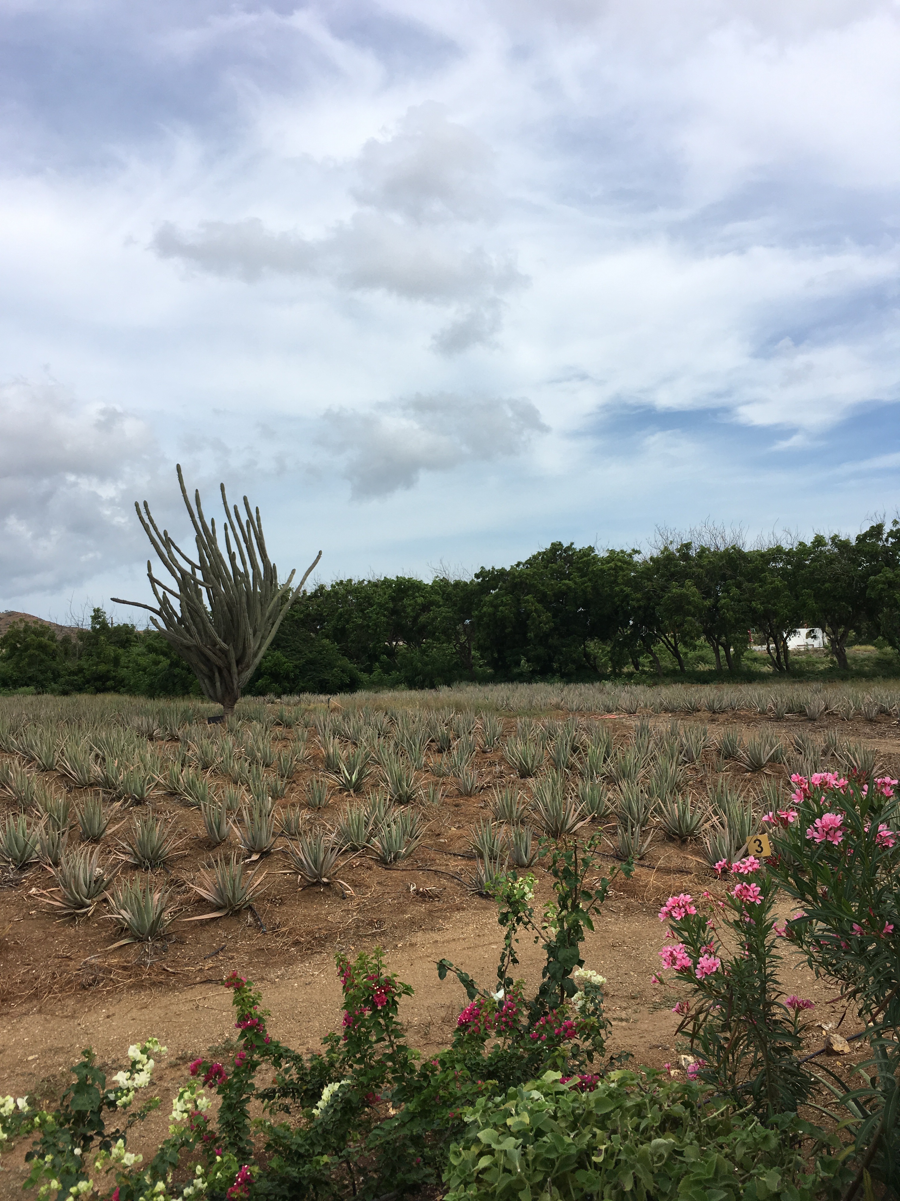 aloe-vera-plantage-2-bo-curacao